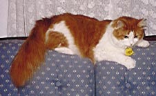 Kitty on a Cape Cod house sofa.