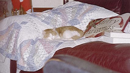 Here's Kitty sleeping on a comforter at Christmastime.