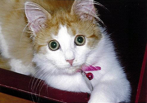 Kitty as a kitten, June 1997.