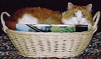 A cat in a basket!