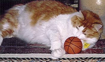 Kitty playing with a miniature basketball.