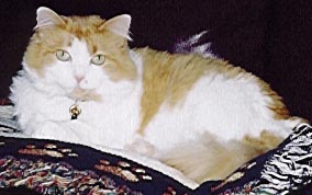 Kitty on a throw on a sofa.