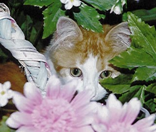 She loved hiding out in this basket of flowers so much she ruined the basket of flowers and they had to be eventually thrown out!