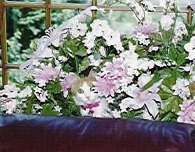 Cutie in flowers!