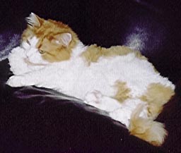 Kitty grooming herself.