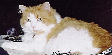 Miss Kitty Angel Hair was the best!