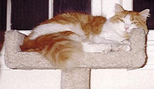 Kitty on her perch.