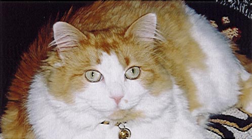 The beautiful Miss Kitty, June 2002.
