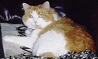 Sassy cat!