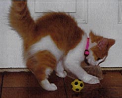 Kitty always fit right into the family - she loved sports!