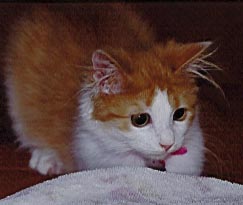Kitty playing with a towel as a kitten.  Everything's a toy!