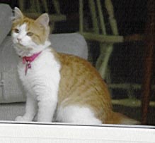 Say, there's a kitten in your window....